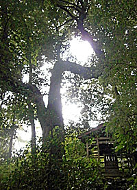 名倉石楯尾神社屈曲した木