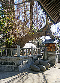 三浦龍神社社殿覆殿右側面と龍神公孫樹