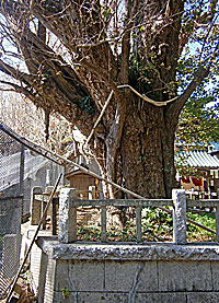 三浦龍神社社殿覆殿背面と龍神公孫樹