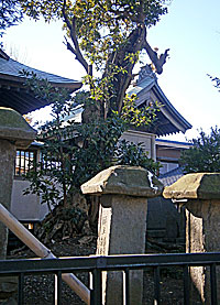 高田熊野神社本殿左より