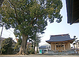 大松氷川神社拝殿と御神木