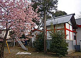 武蔵日野宮神社本殿と桜