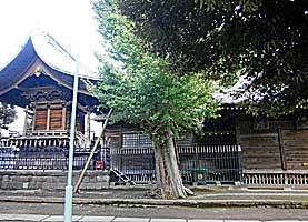 平井天祖神社（平井天祖香取神社）社殿全景右側面