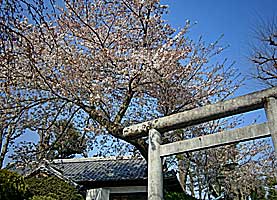 稲付香取神社鳥居と桜