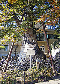 練馬白山神社坂下の大欅