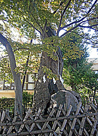 練馬白山神社坂上の大欅