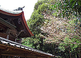筑紫神社本殿と根性桜