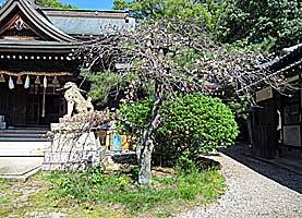 姫路神社境内桜