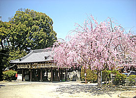 綾戸國中神社拝殿と桜