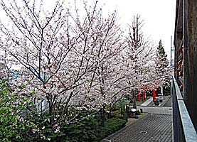 牛込赤城神社桜並木