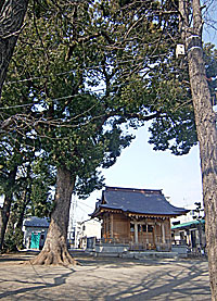 大松氷川神社拝殿と御神木