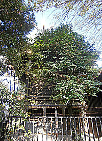 中台稲荷神社本殿右側面