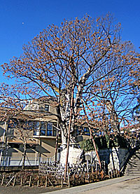練馬白山神社坂下の大欅（冬）